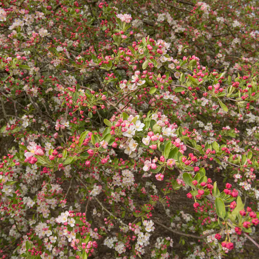 Häck Omnia Garden Bukettapel 30-50 cm