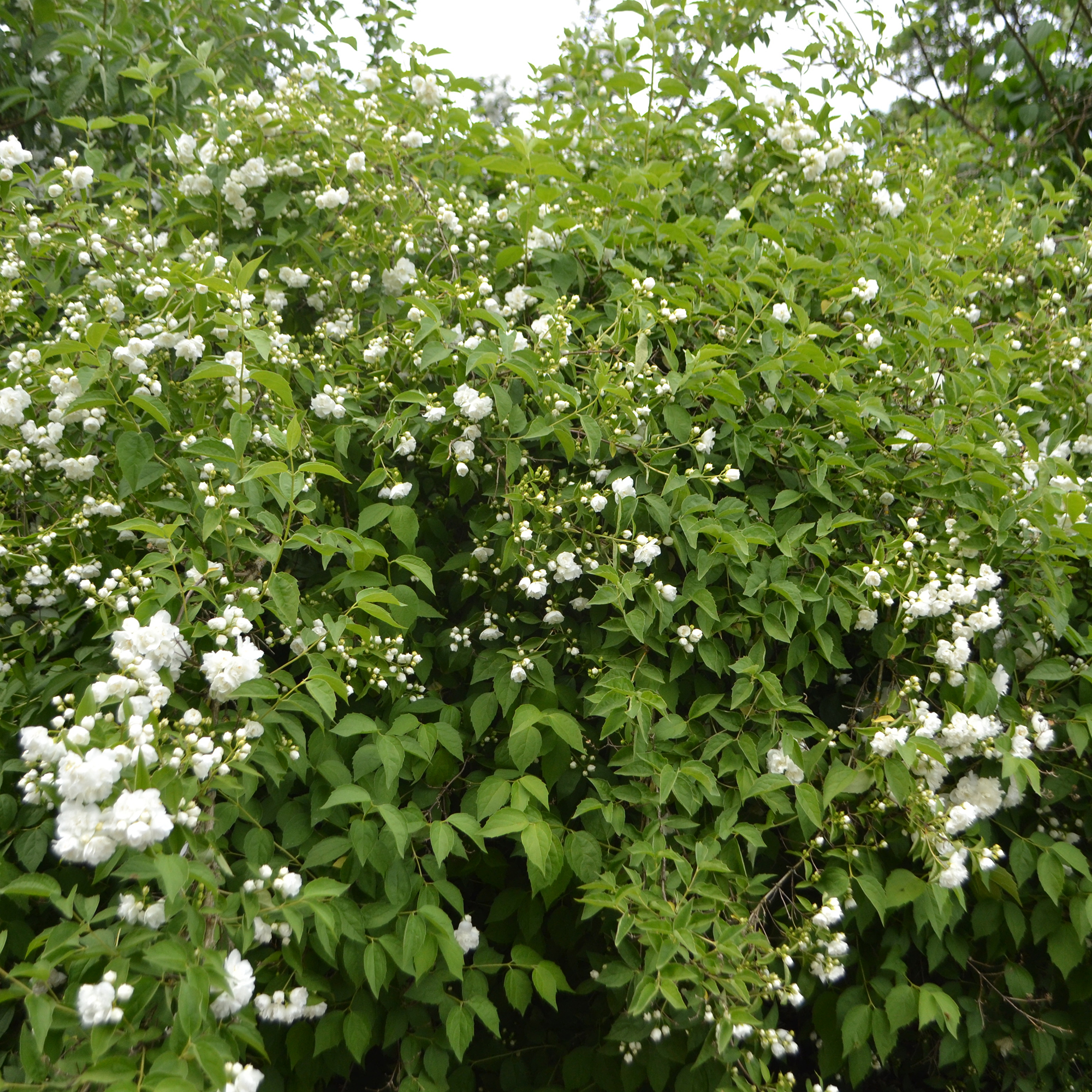 Buske Omnia Garden Smultronschersmin 30-50 cm