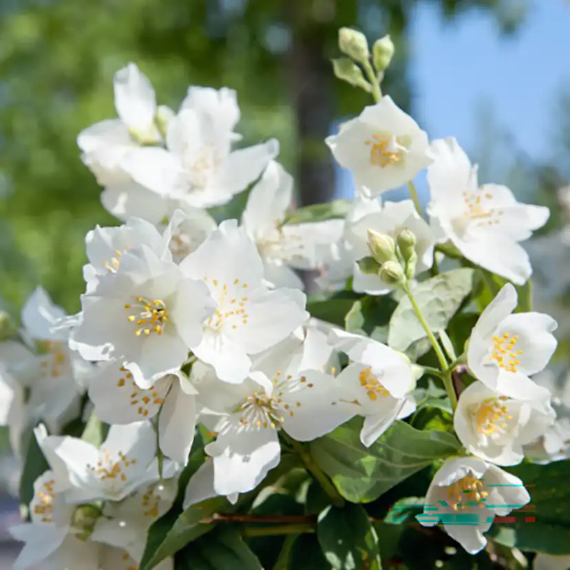 Buske Omnia Garden Smultronschersmin 30-50 cm