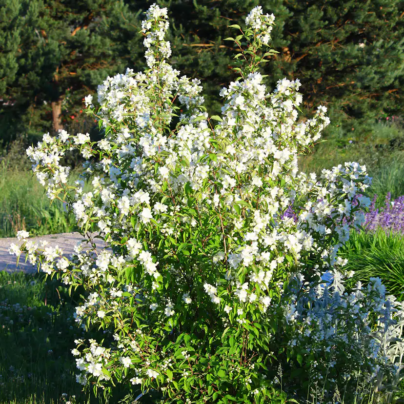 Buske Omnia Garden Smultronschersmin 30-50 cm