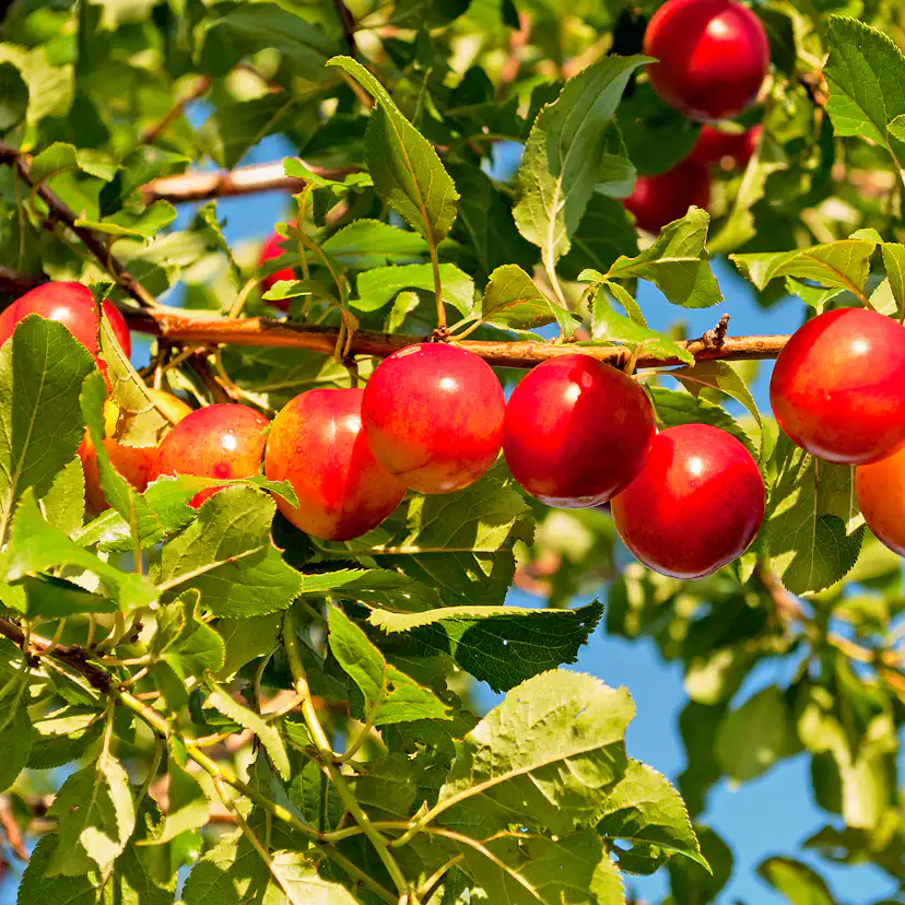 Buske Omnia Garden Körsbärsplommon 50-80 cm