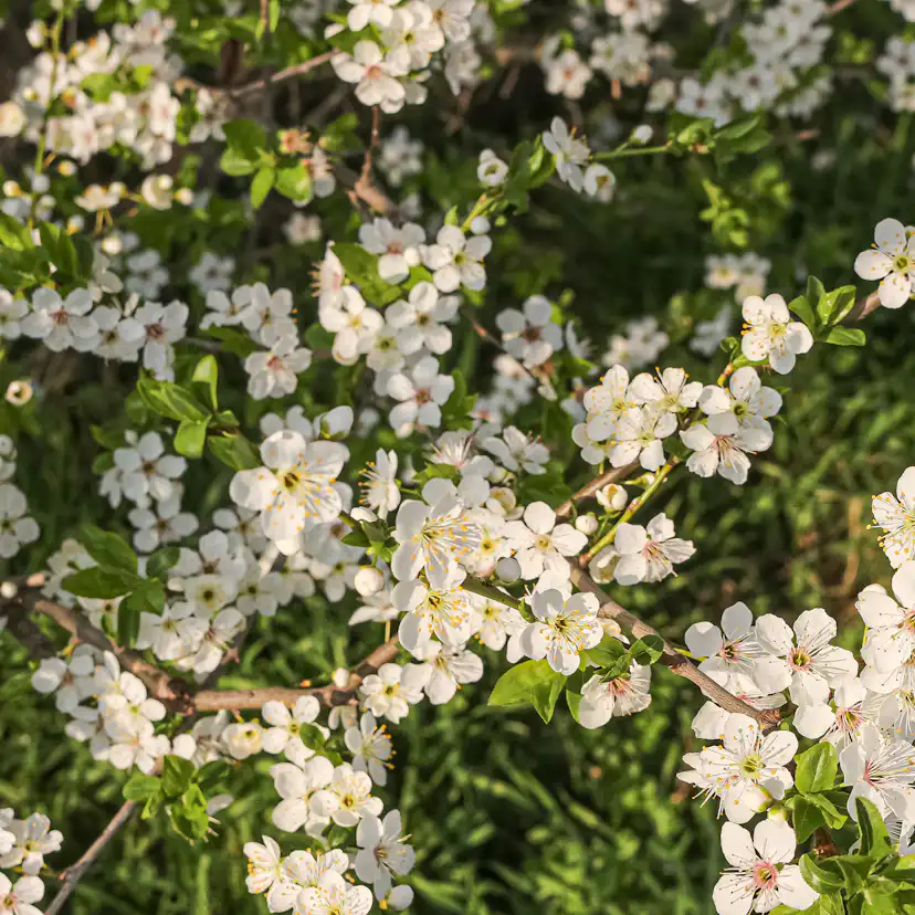 Buske Omnia Garden Körsbärsplommon 50-80 cm