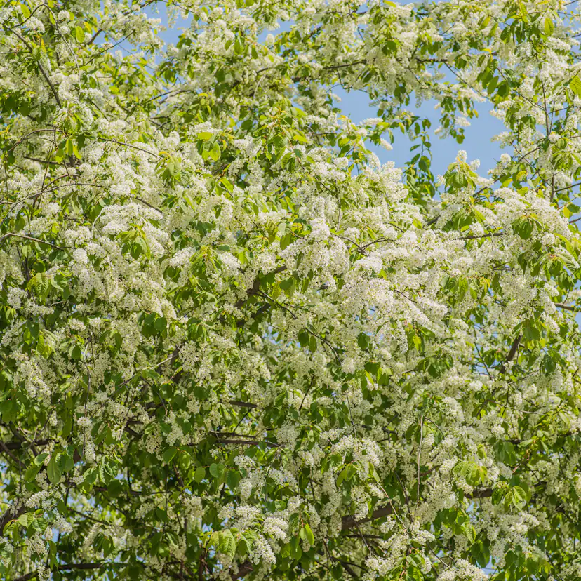 Häck Omnia Garden Hägg 50-80 cm