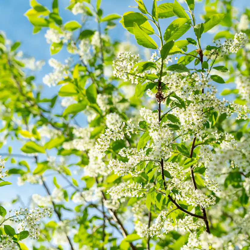 Häck Omnia Garden Hägg 50-80 cm