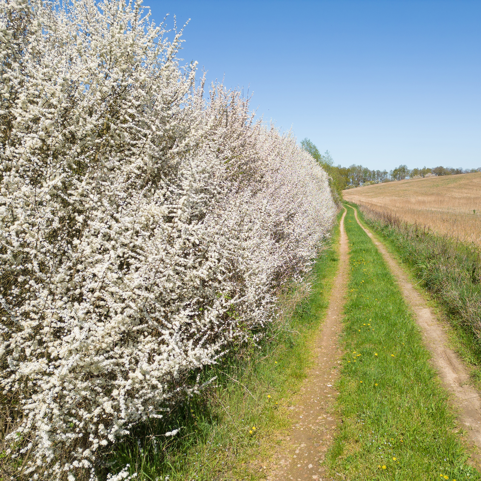 Buske Omnia Garden Slån 50-80 cm