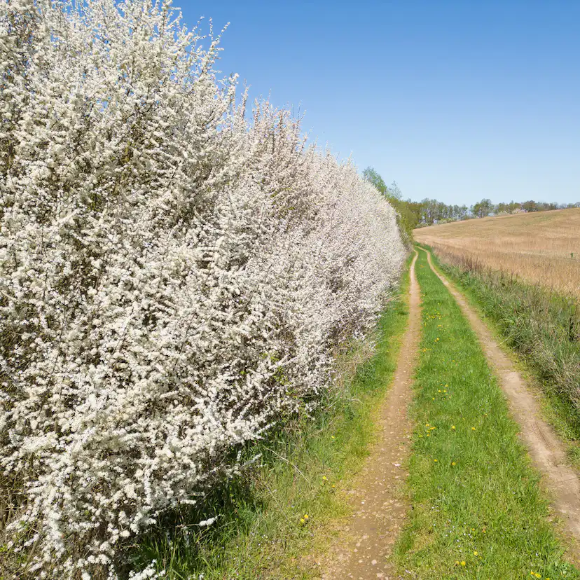 Buske Omnia Garden Slån 50-80 cm