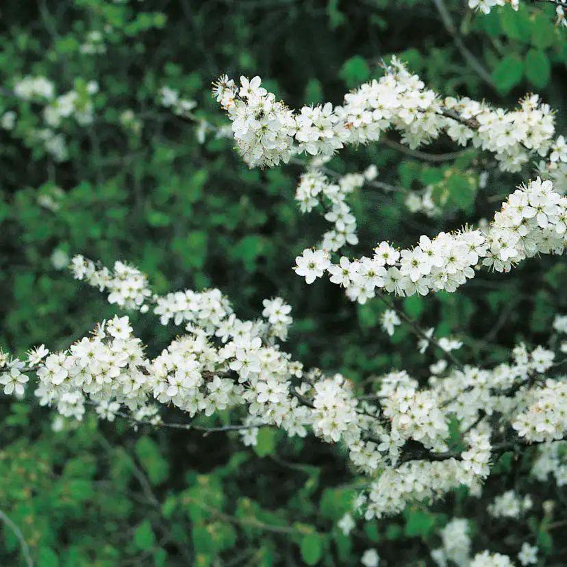 Buske Omnia Garden Slån 50-80 cm