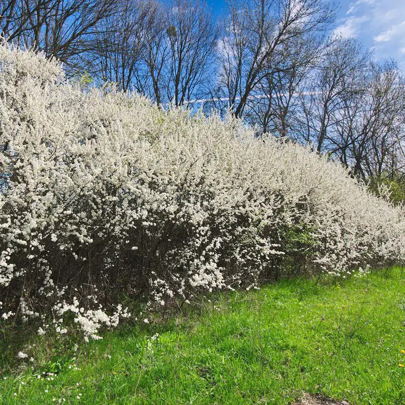 Buske Omnia Garden Slån 50-80 cm