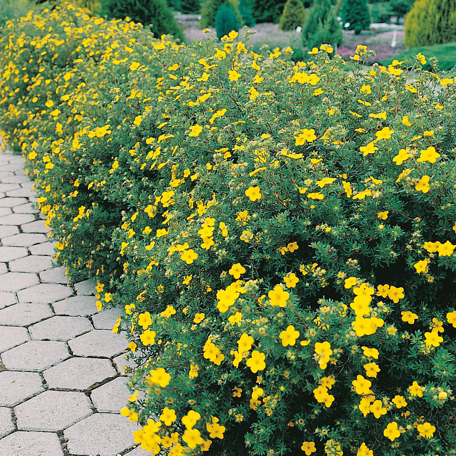 Buske Omnia Garden Trädgårdstok Goldfinger 30-50 cm