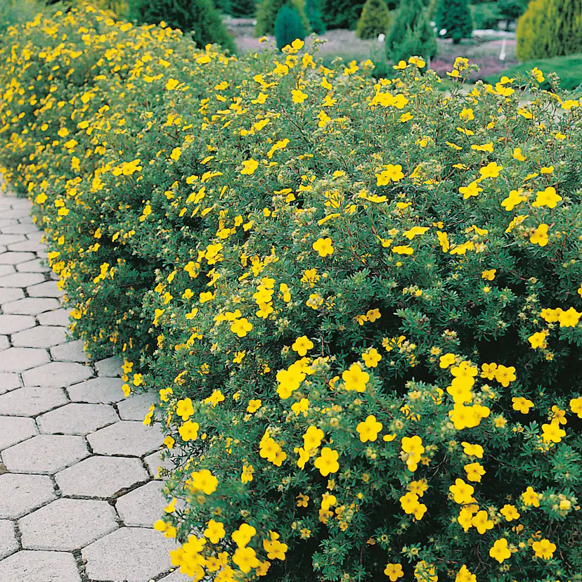 Buske Omnia Garden Trädgårdstok Goldfinger 30-50 cm