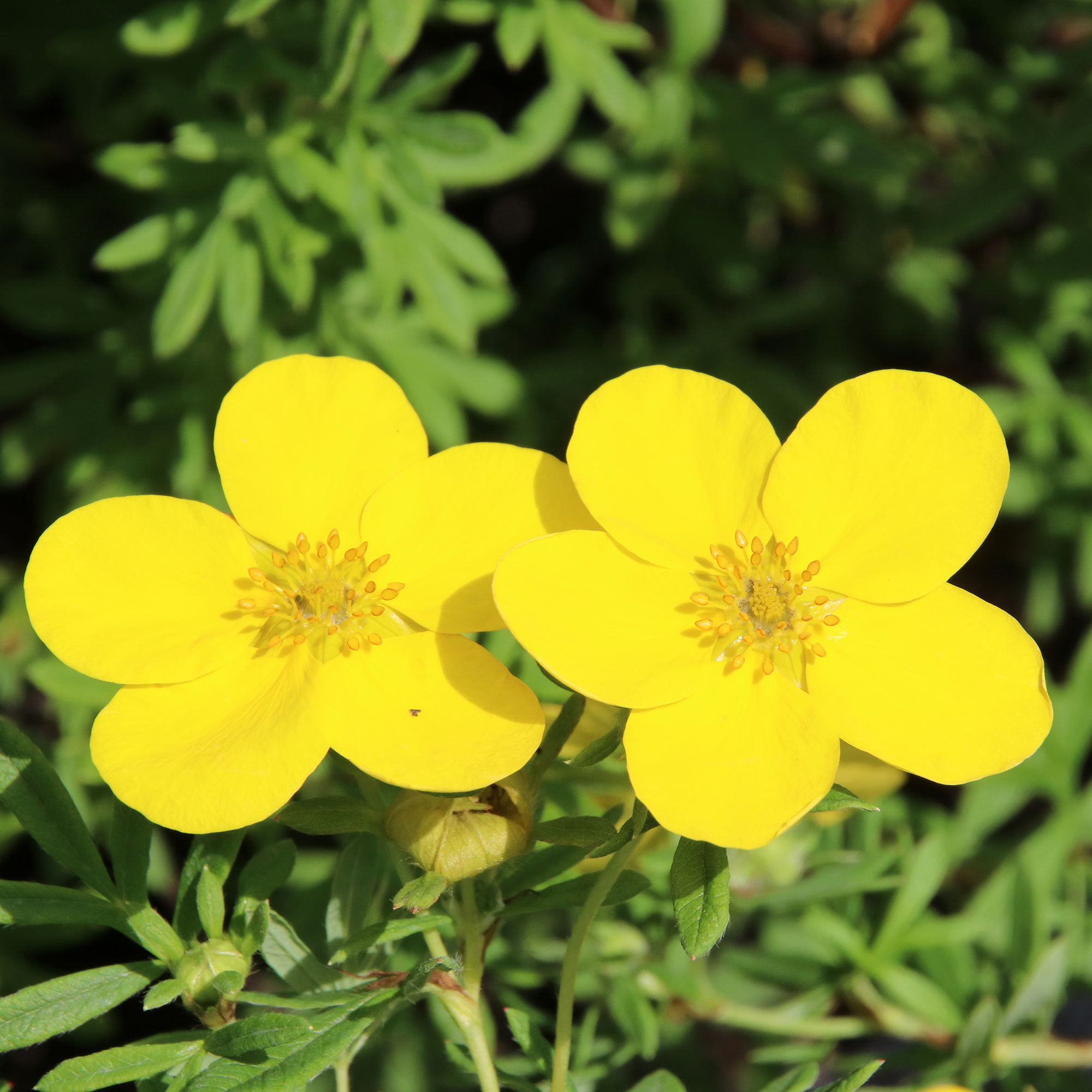 Buske Omnia Garden Trädgårdstok Goldfinger 30-50 cm