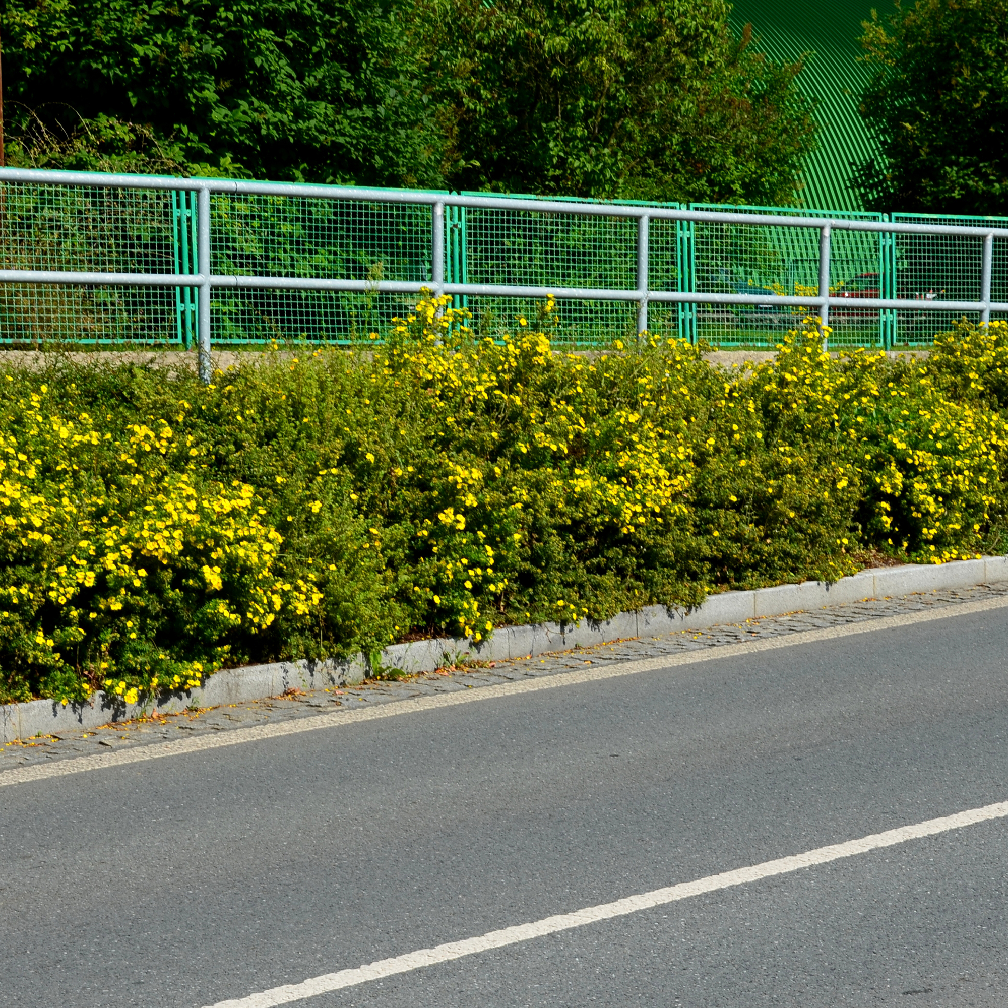 Buske Omnia Garden Trädgårdstok Goldfinger 30-50 cm
