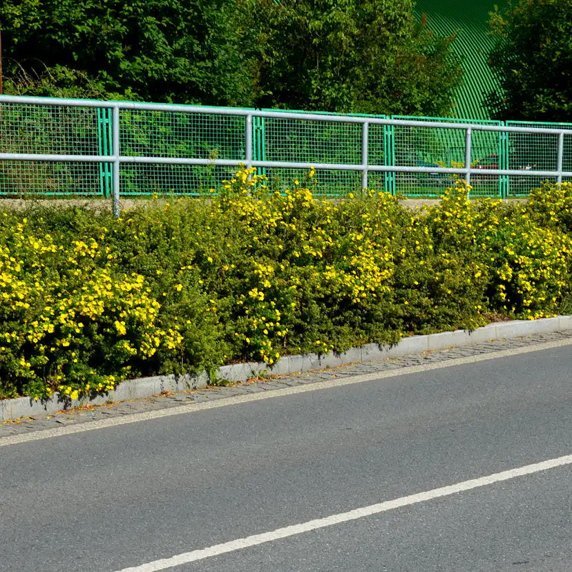 Buske Omnia Garden Trädgårdstok Goldfinger 30-50 cm