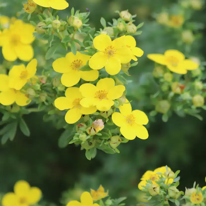 Buske Omnia Garden Trädgårdstok Goldfinger 30-50 cm