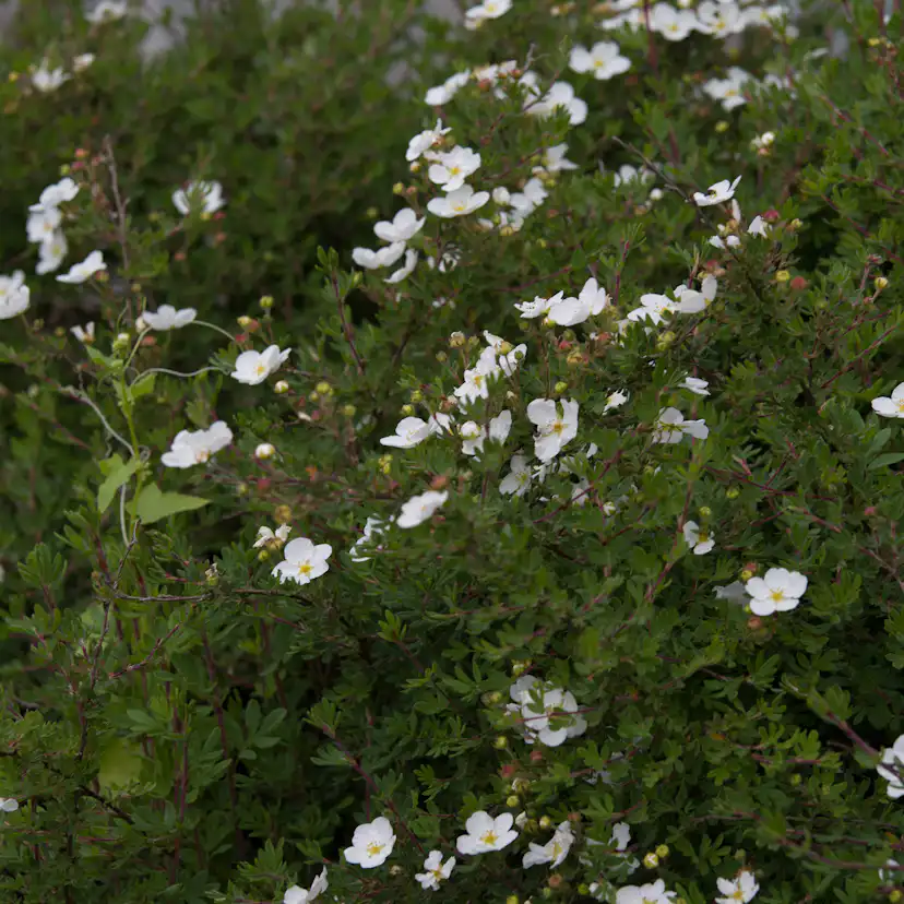 Buske Omnia Garden Trädgårdstok Sandved 20-40 cm