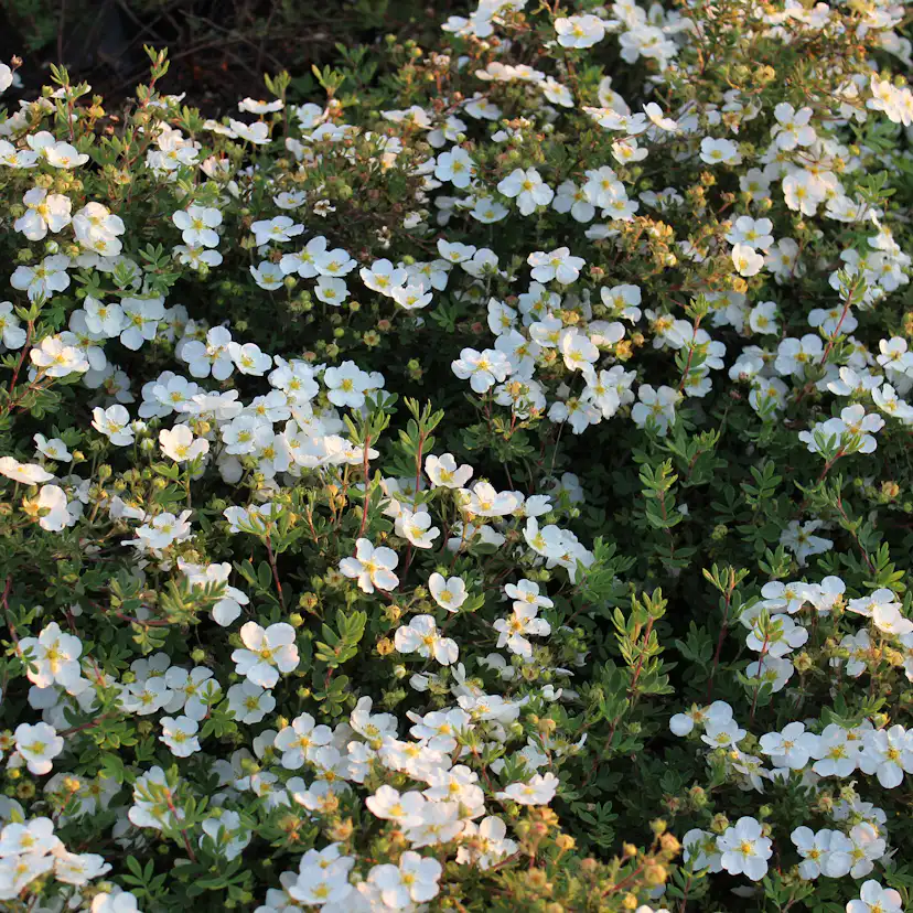 Buske Omnia Garden Trädgårdstok Abbotswood 30-50 cm