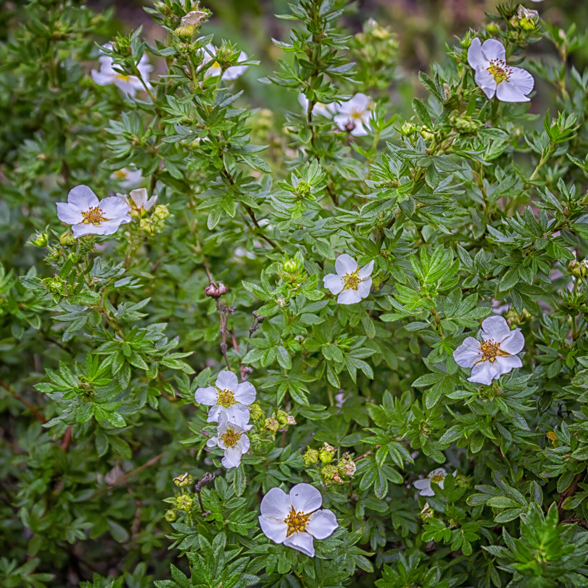 Buske Omnia Garden Trädgårdstok Abbotswood 30-50 cm