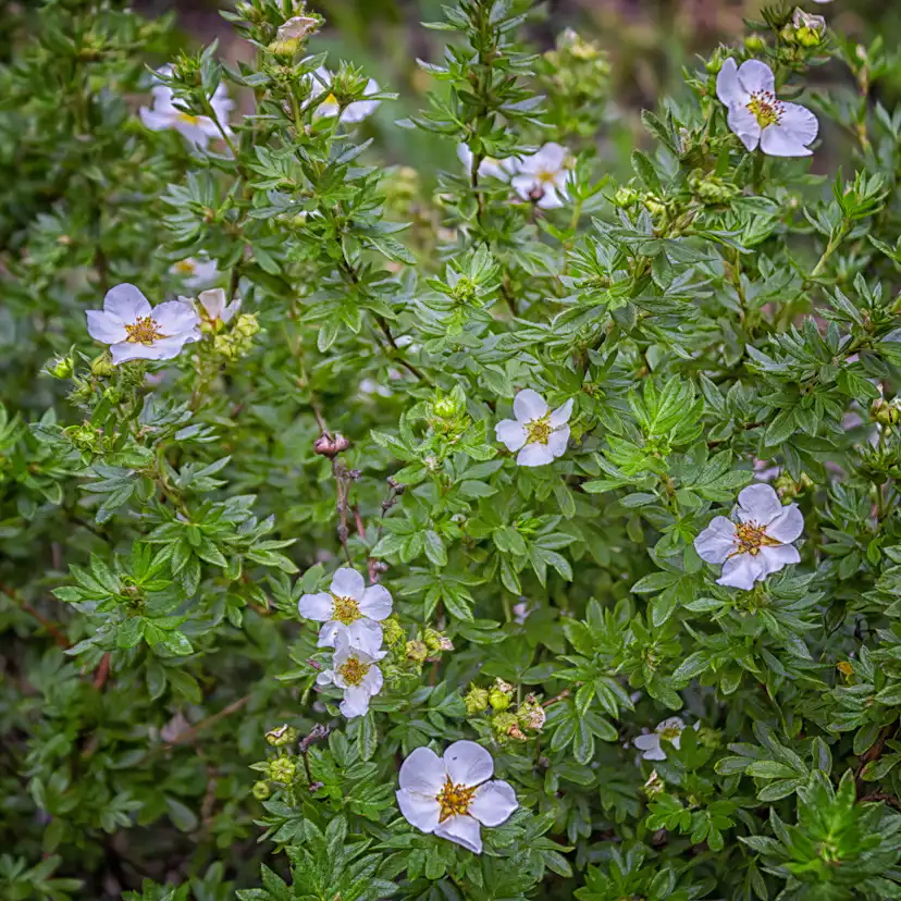 Buske Omnia Garden Trädgårdstok Abbotswood 30-50 cm