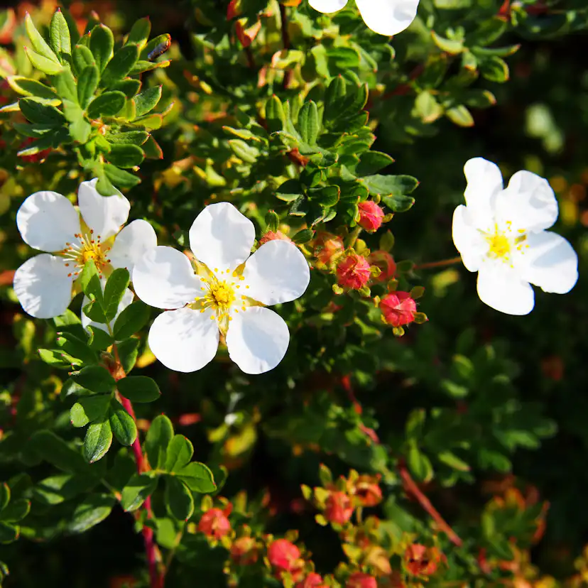 Buske Omnia Garden Trädgårdstok Abbotswood 30-50 cm