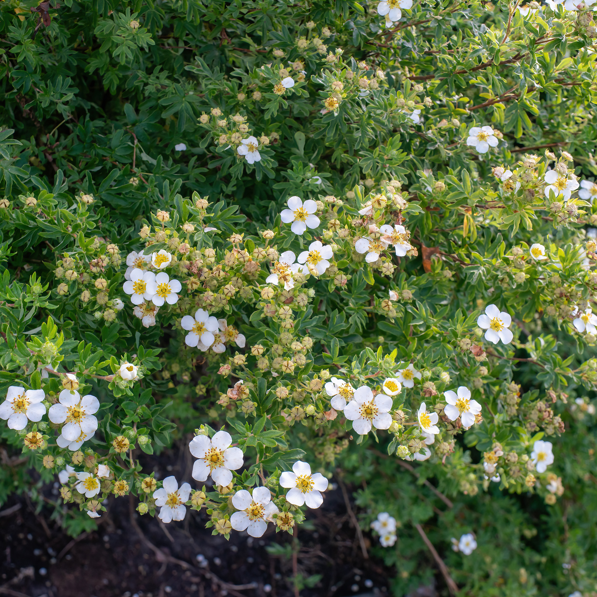 Buske Omnia Garden Trädgårdstok Abbotswood 30-50 cm