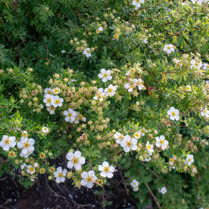 Buske Omnia Garden Trädgårdstok Abbotswood 30-50 cm