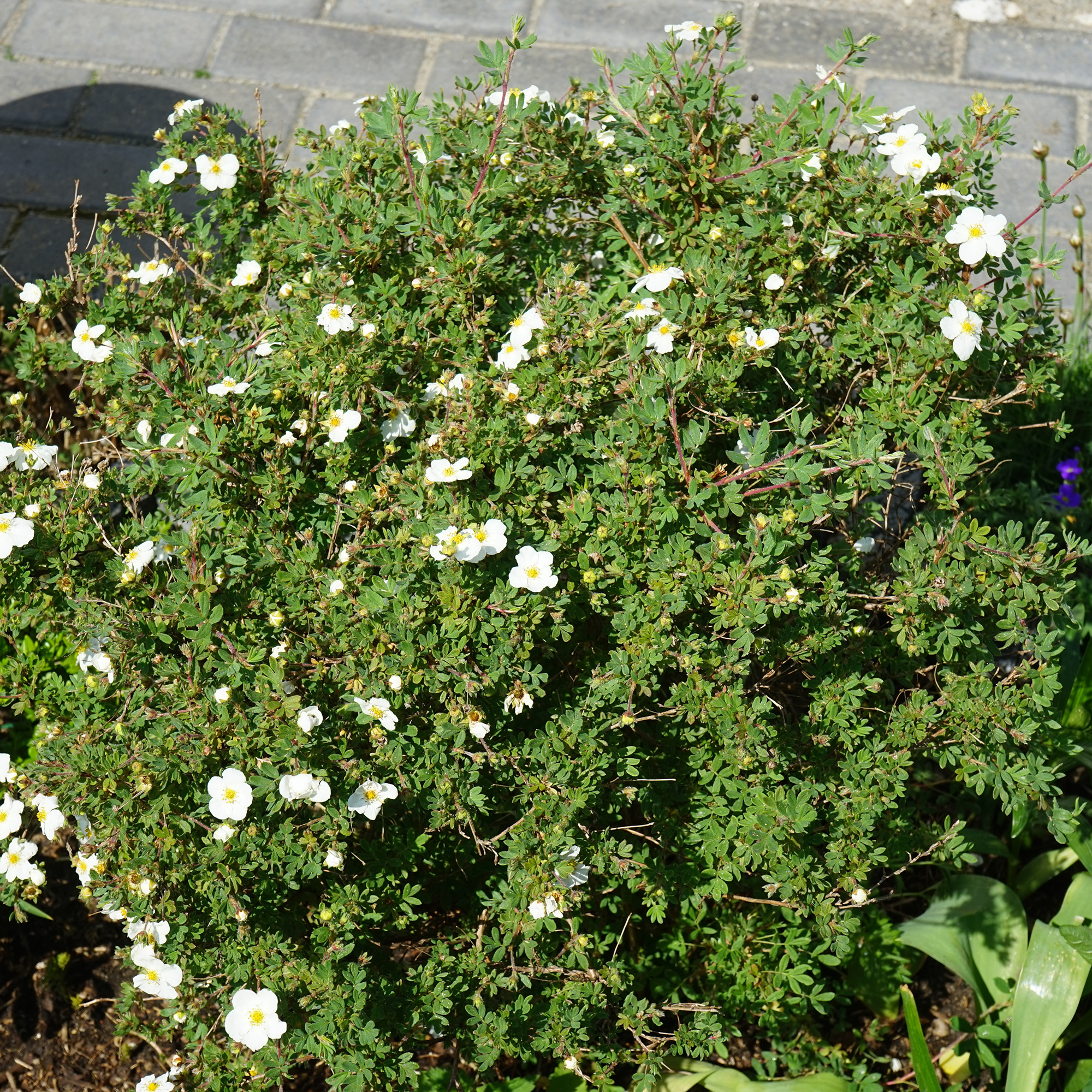 Buske Omnia Garden Trädgårdstok Abbotswood 30-50 cm