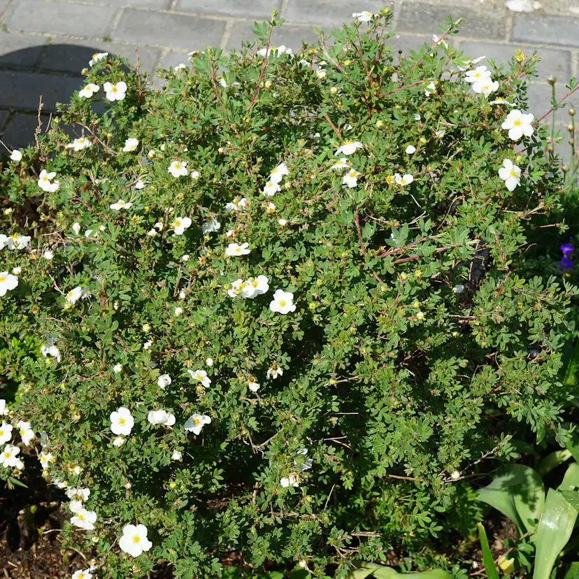 Buske Omnia Garden Trädgårdstok Abbotswood 30-50 cm