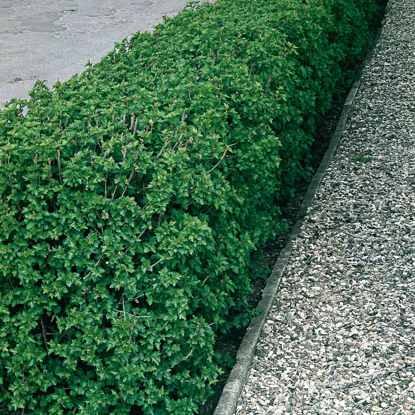 Häck Omnia Garden Måbär 40-60 cm