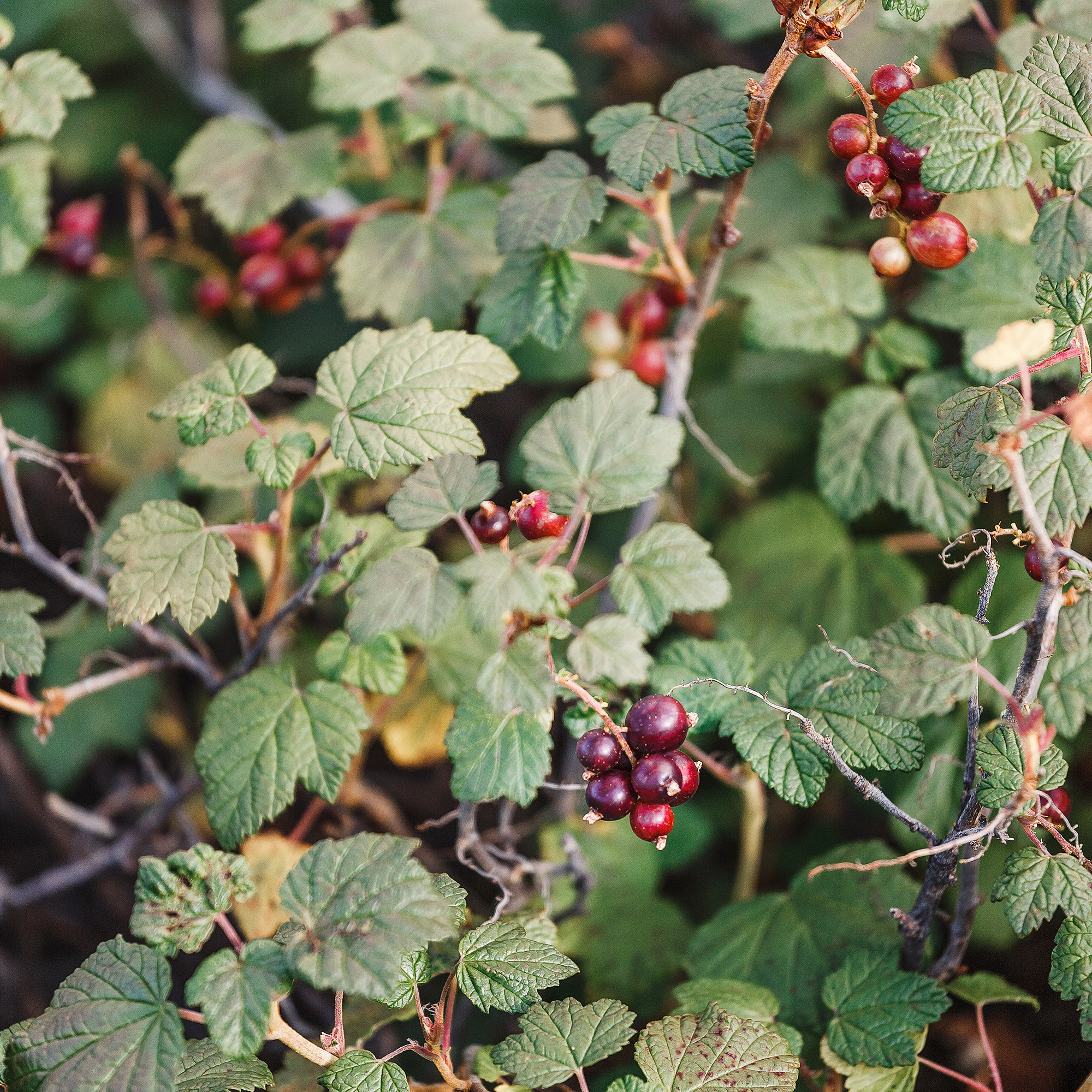 Häck Omnia Garden Måbär 40-60 cm