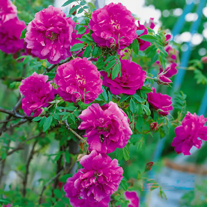 Ros Omnia Garden Rugosa Hansa 30-50 cm