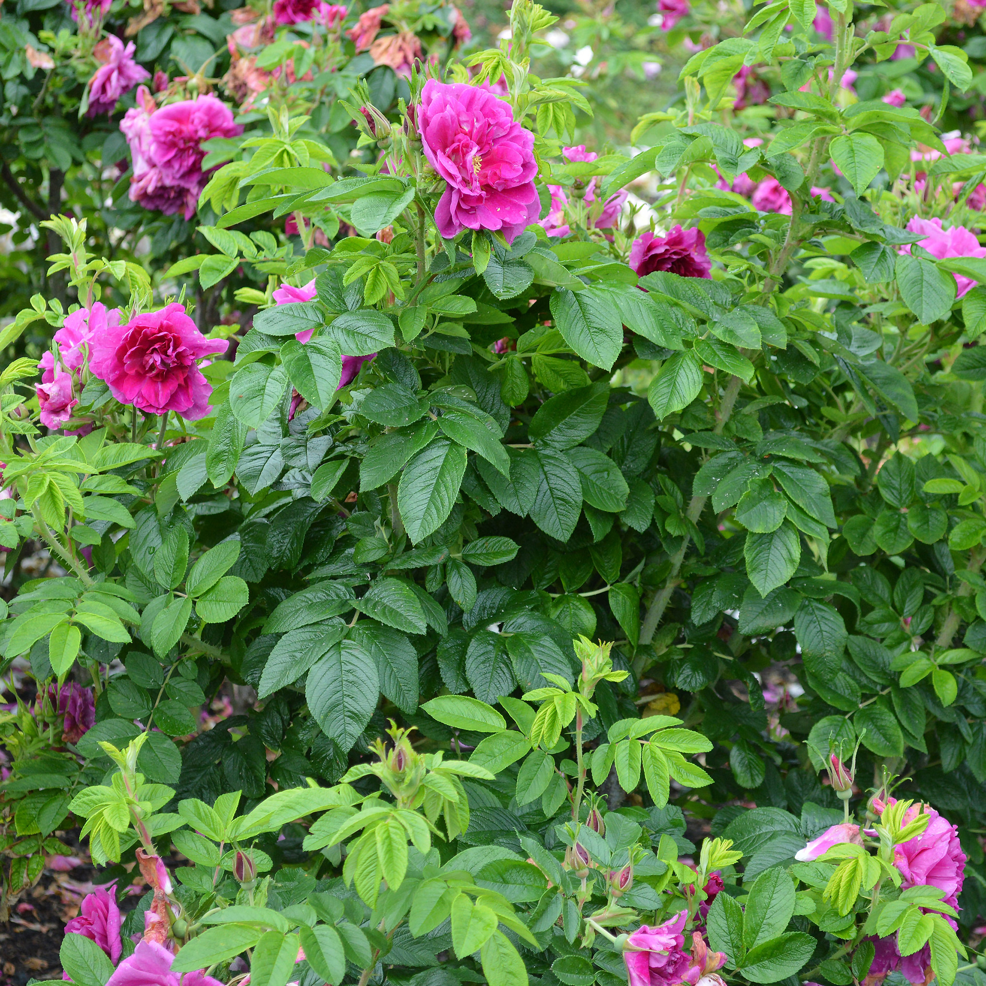Ros Omnia Garden Rugosa Hansa 30-50 cm
