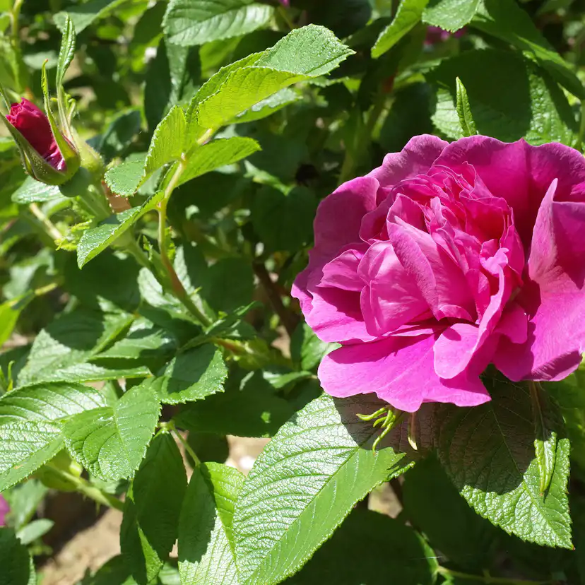 Ros Omnia Garden Rugosa Hansa 30-50 cm