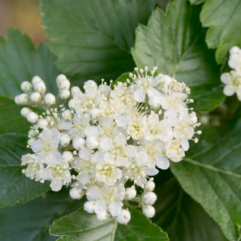 Häck Omnia Garden Oxelhäck 30-50 cm