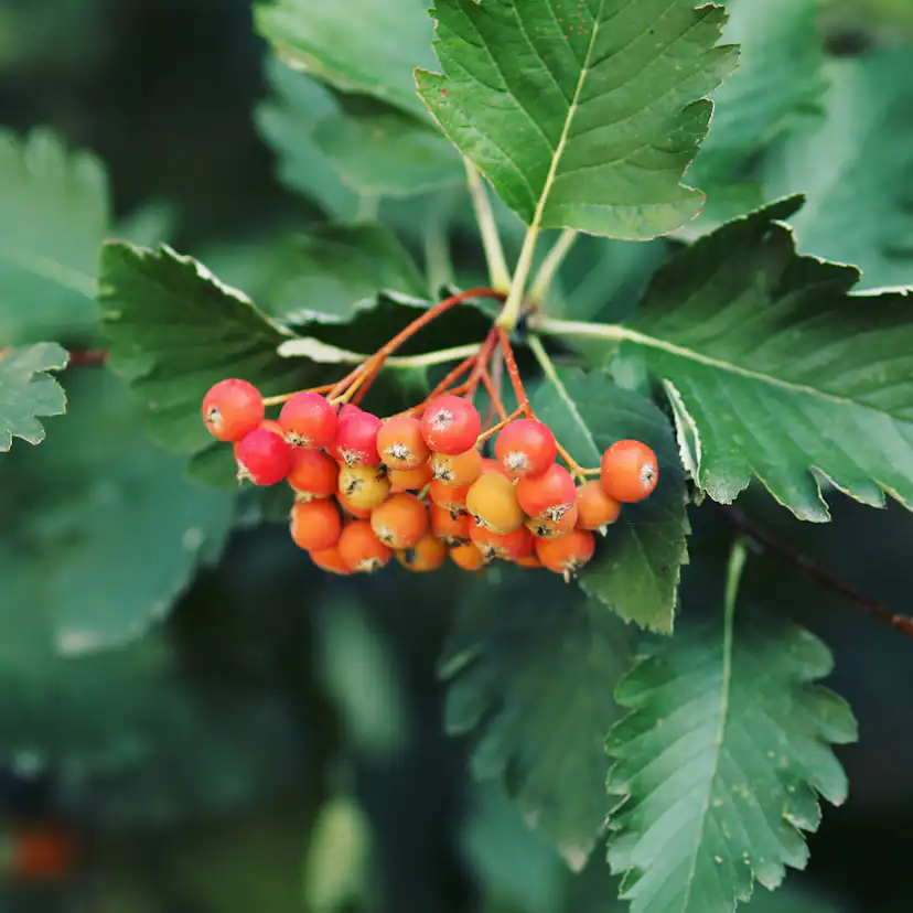 Häck Omnia Garden Oxelhäck 30-50 cm