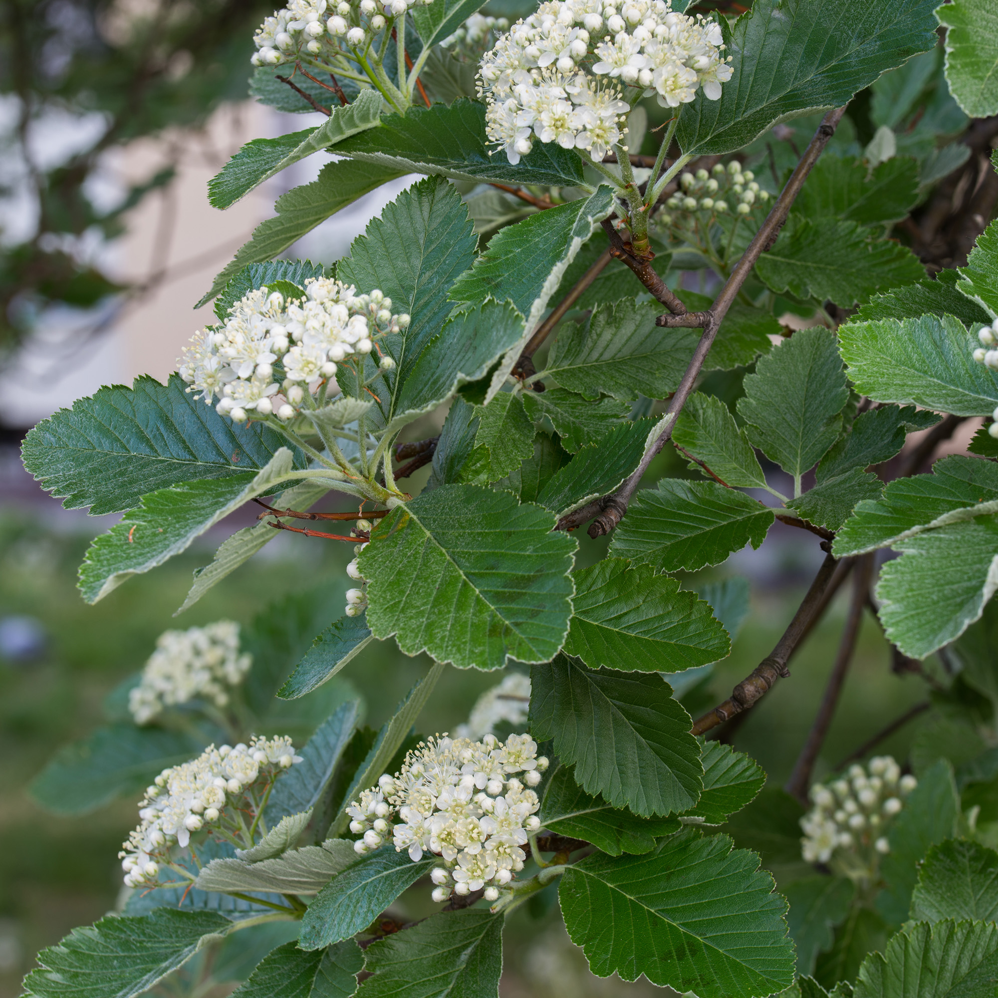 Häck Omnia Garden Oxelhäck 30-50 cm