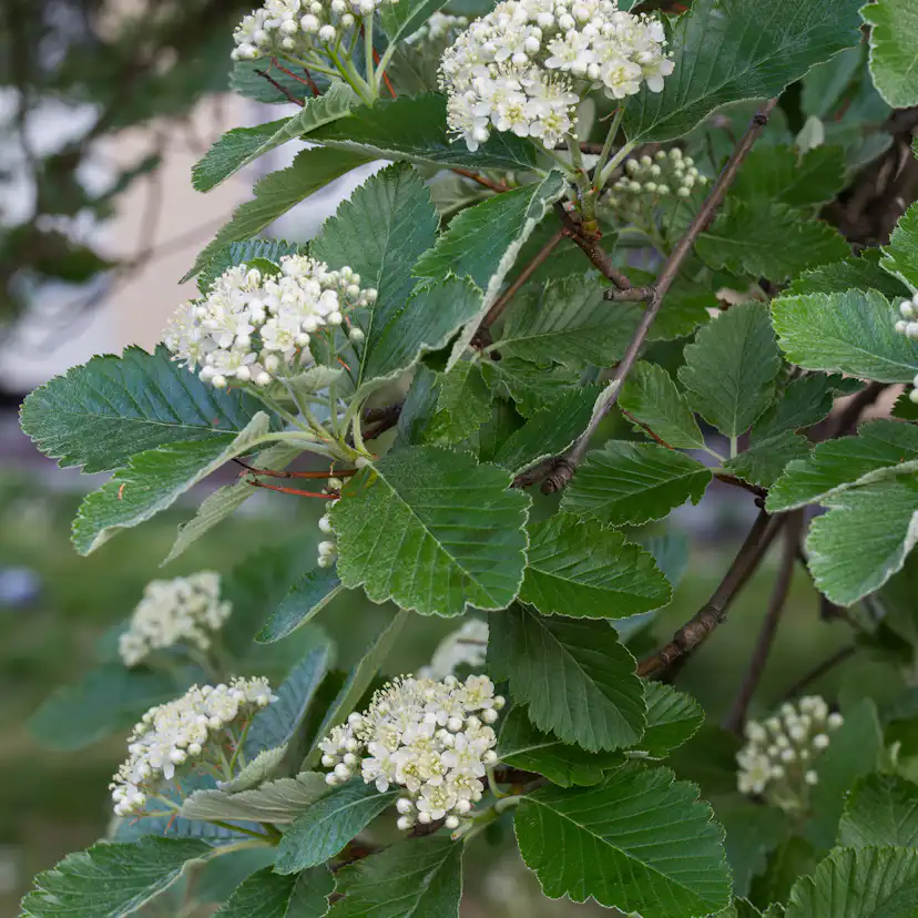 Häck Omnia Garden Oxelhäck 30-50 cm
