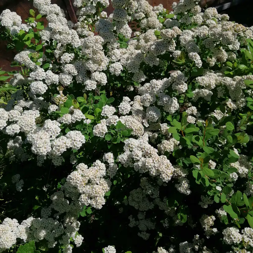 Björkspirea Omnia Garden 15-30 cm