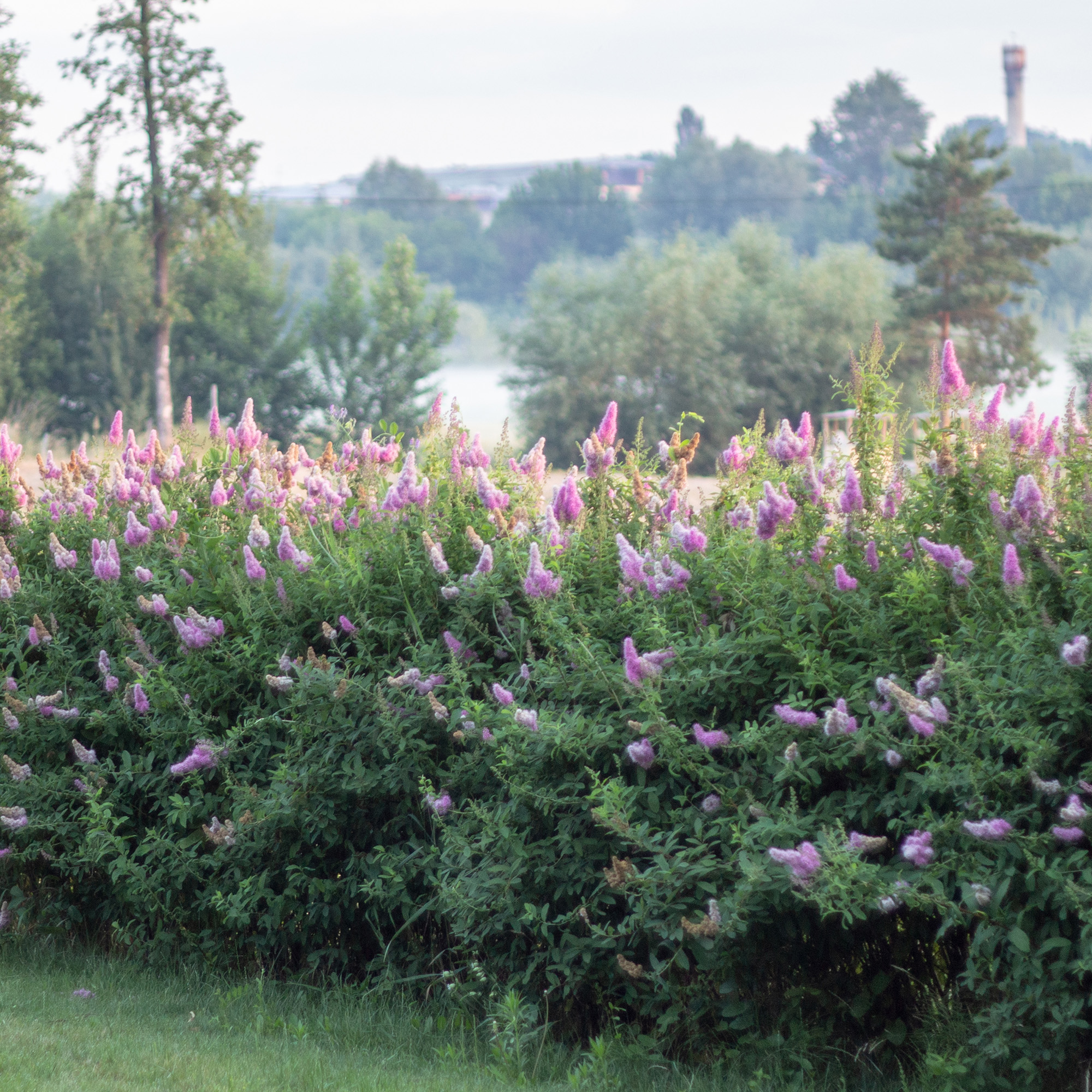 Buske Omnia Garden Klasespirea 50-80 cm