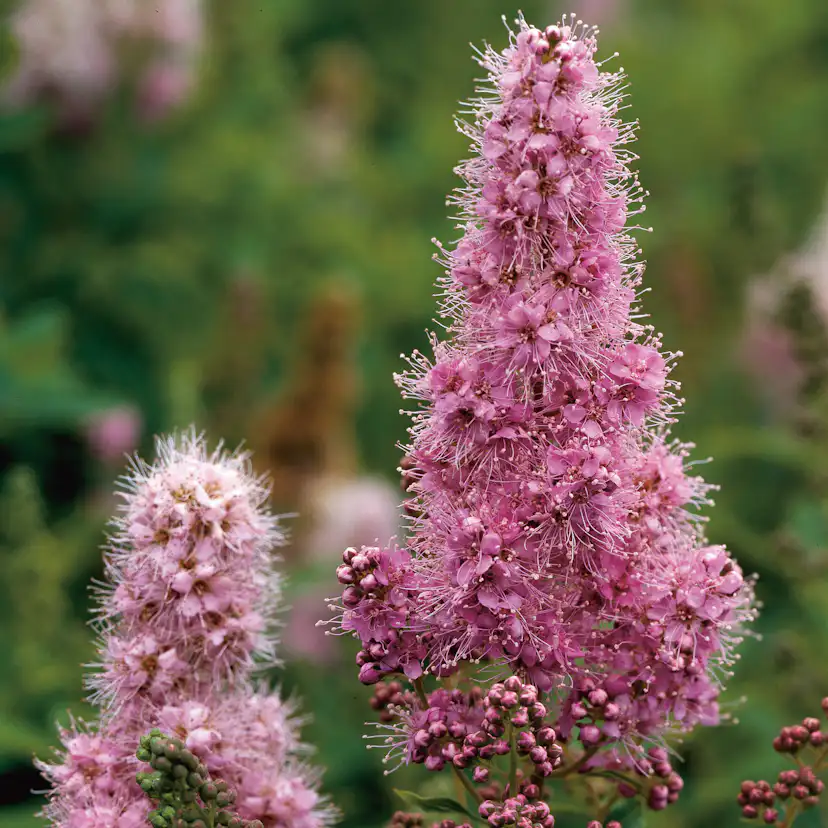 Buske Omnia Garden Klasespirea 50-80 cm