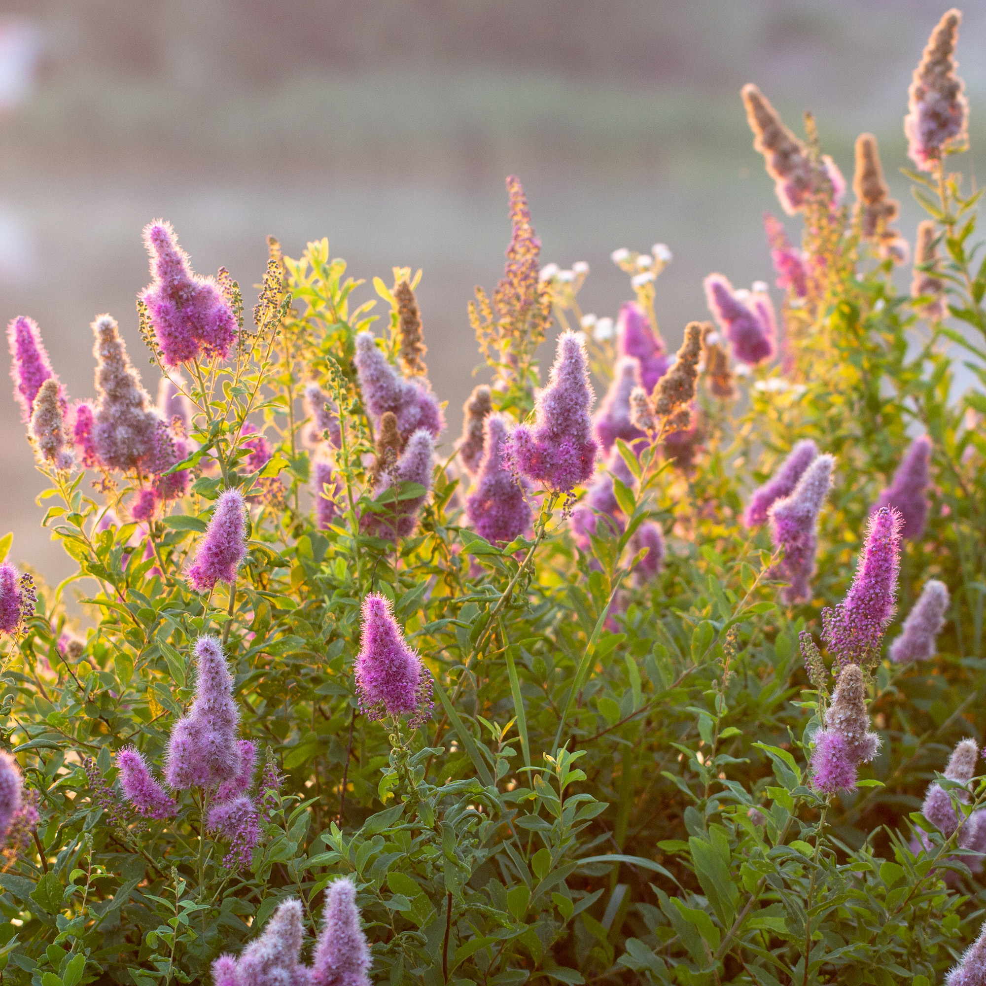 Buske Omnia Garden Klasespirea 50-80 cm