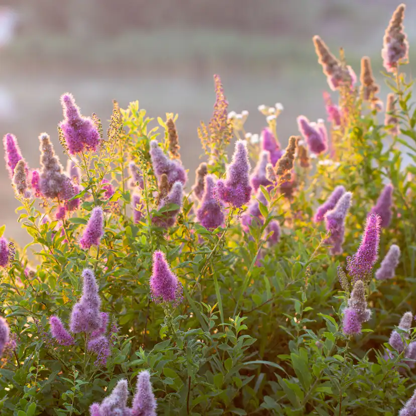 Buske Omnia Garden Klasespirea 50-80 cm
