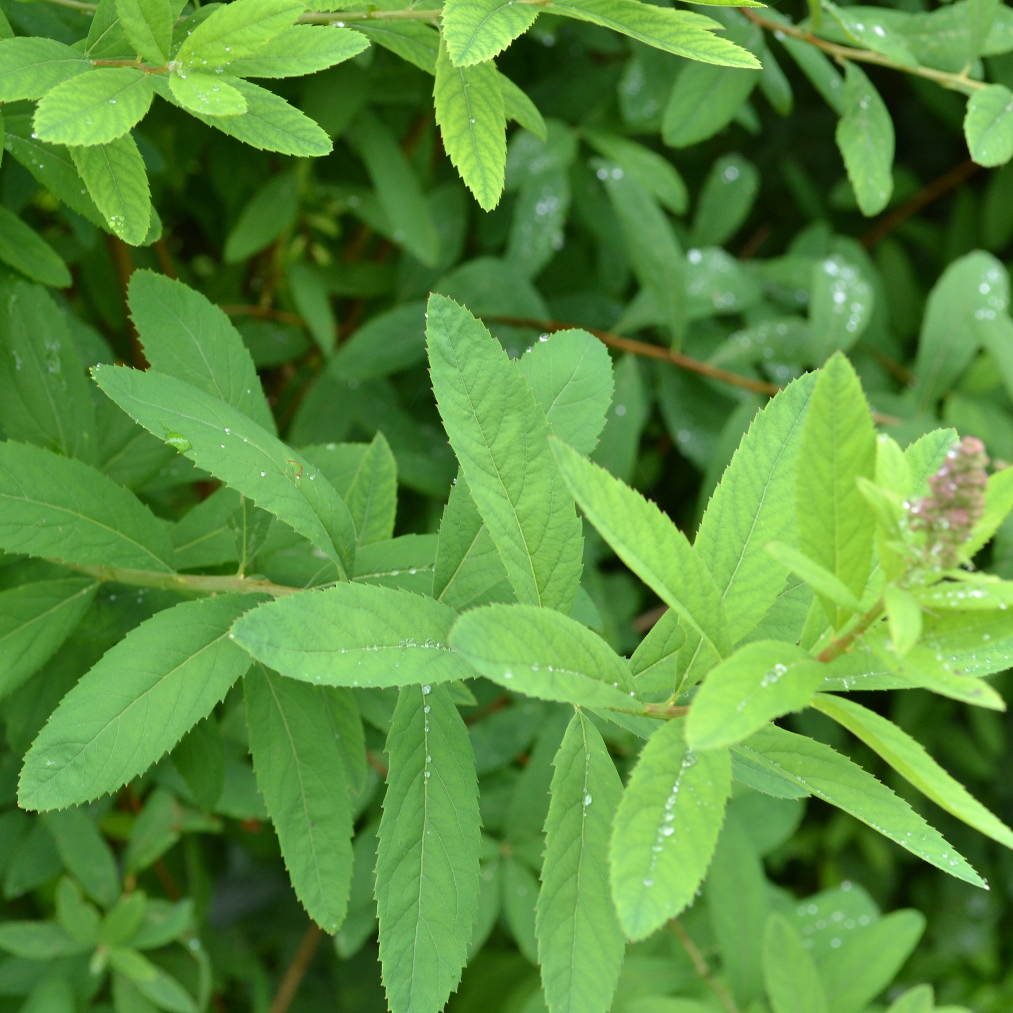 Buske Omnia Garden Klasespirea 50-80 cm