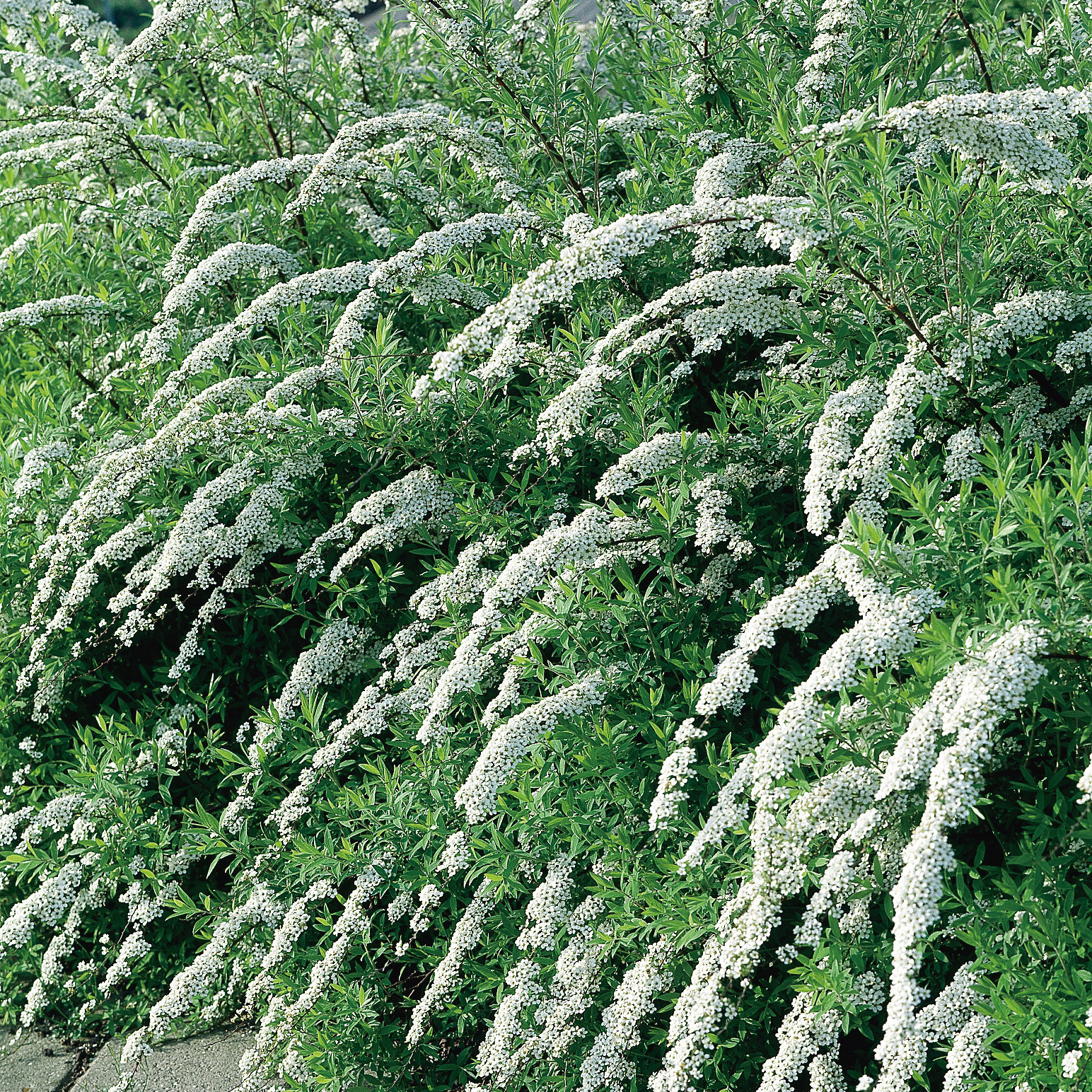 Buske Omnia Garden Norsk Brudspirea Grefsheim 30-50 cm