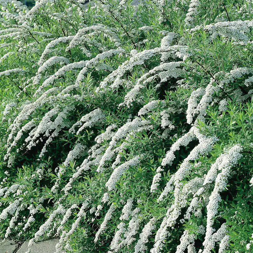 Buske Omnia Garden Norsk Brudspirea Grefsheim 30-50 cm