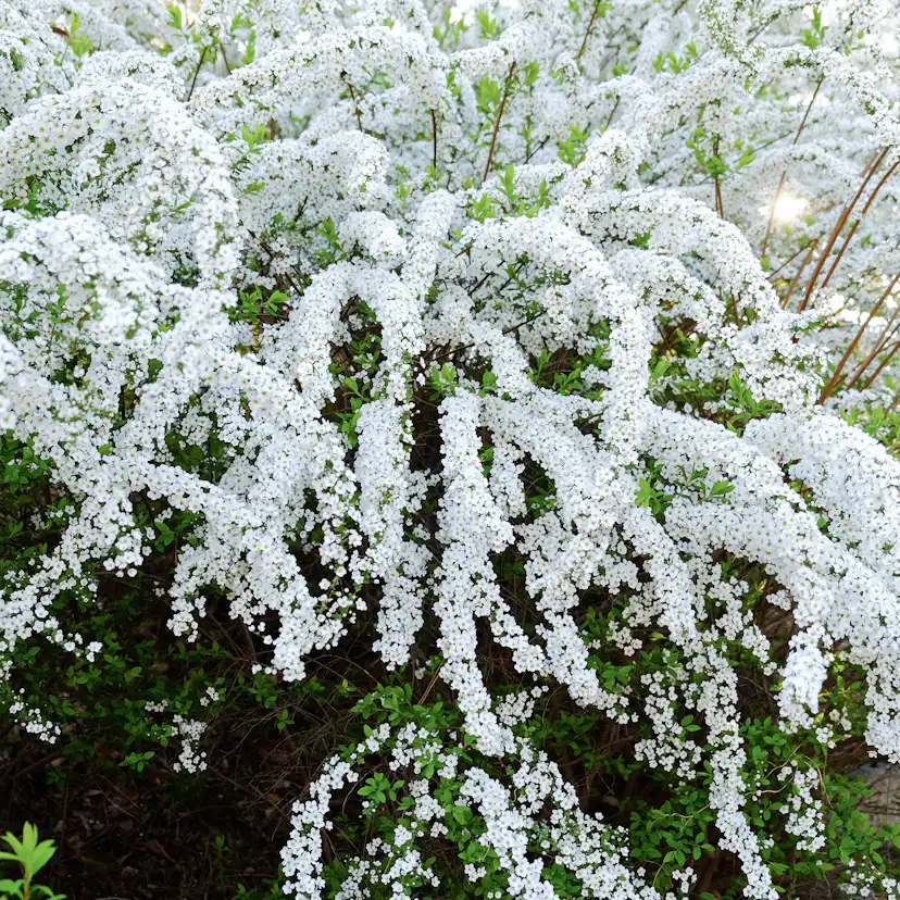 Buske Omnia Garden Norsk Brudspirea Grefsheim 30-50 cm