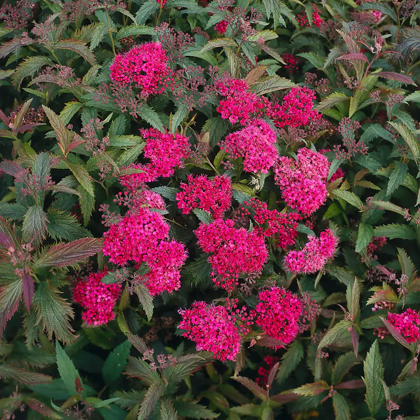 Buske Omnia Garden Rosenspirea 20-30 cm