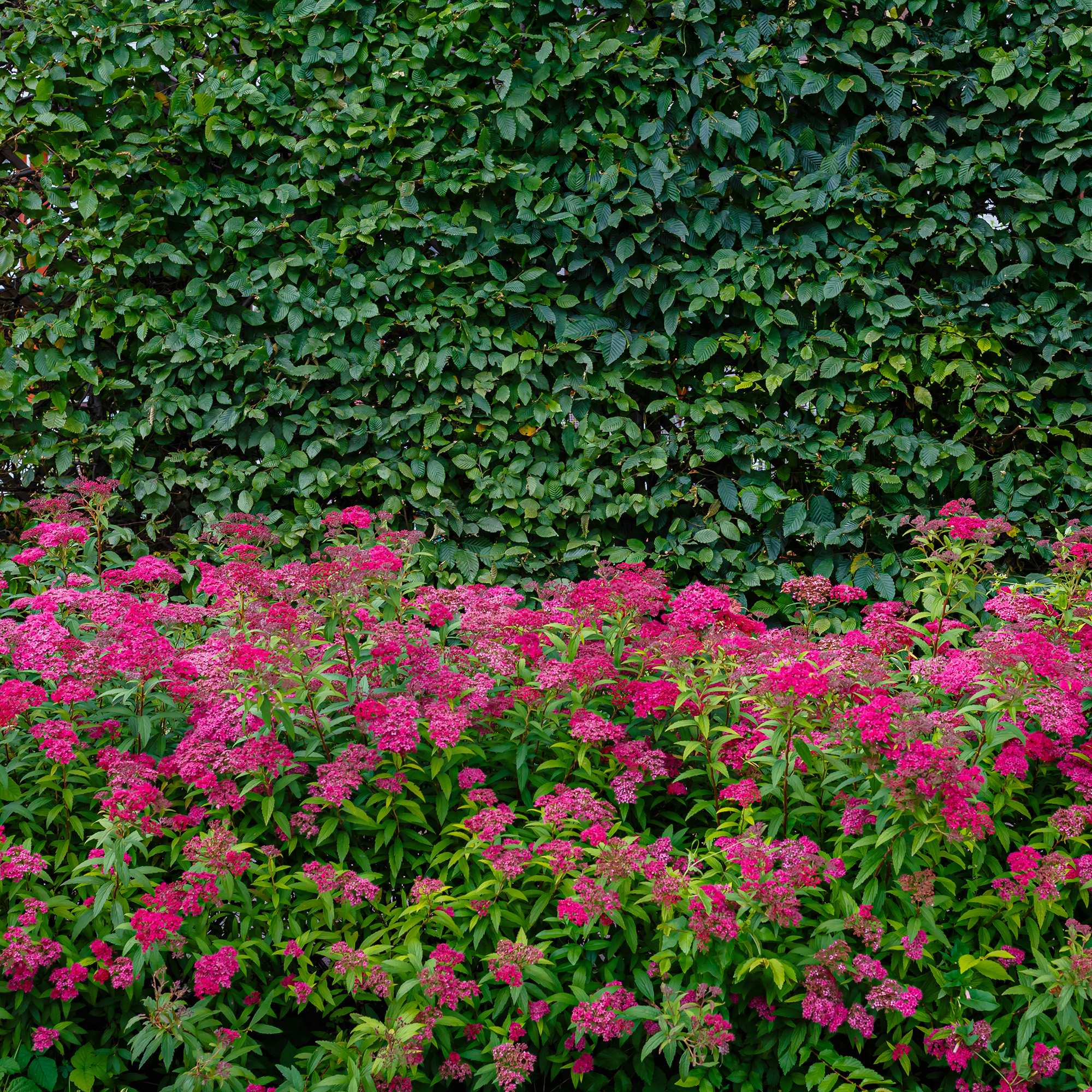 Buske Omnia Garden Rosenspirea 20-30 cm