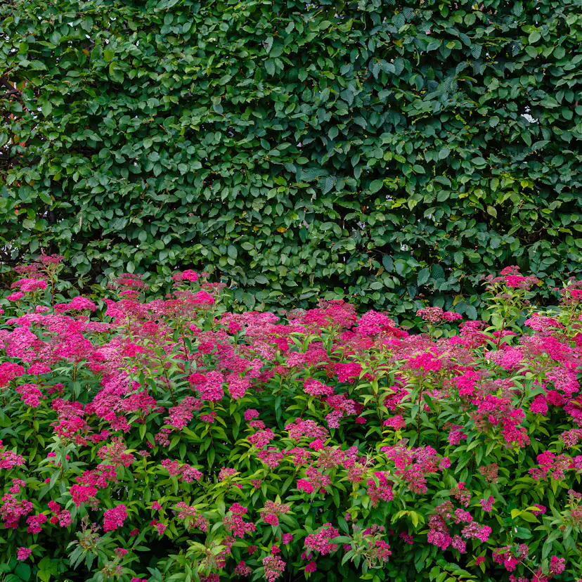 Buske Omnia Garden Rosenspirea 20-30 cm