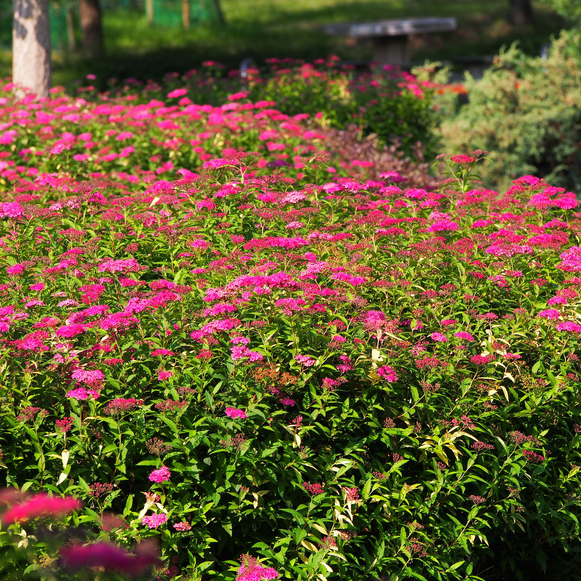 Buske Omnia Garden Rosenspirea 20-30 cm