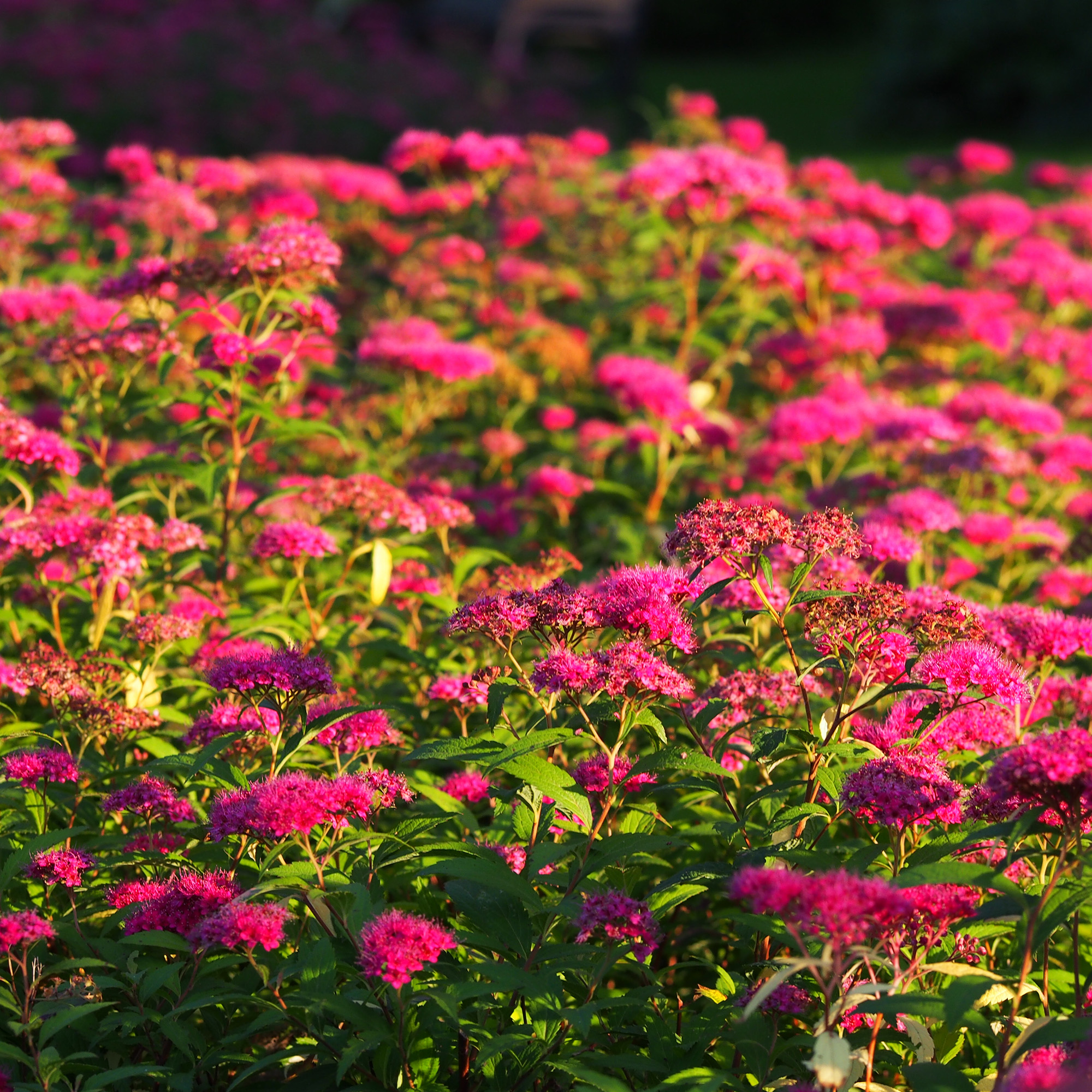 Buske Omnia Garden Rosenspirea 20-30 cm